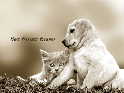 funny best friends forever quotes. Best Friends Ever
